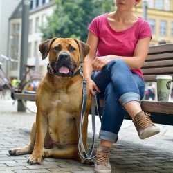 Obroża Canadian z łosia czarno naturalna