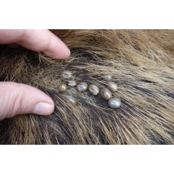 Balsam kojący Mugga na ukąszenia i poparzenia 50 ml