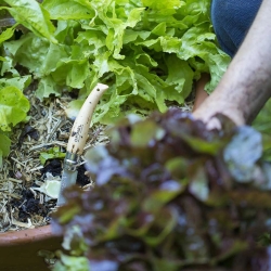 Nóż Opinel 8 ogrodniczy w blistrze