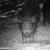 Celownik noktowizyjny noktowizor HIKMICRO by HIKVISION Alpex 4K LRF + iluminator laserowy X-hog Pro 850/940 nm